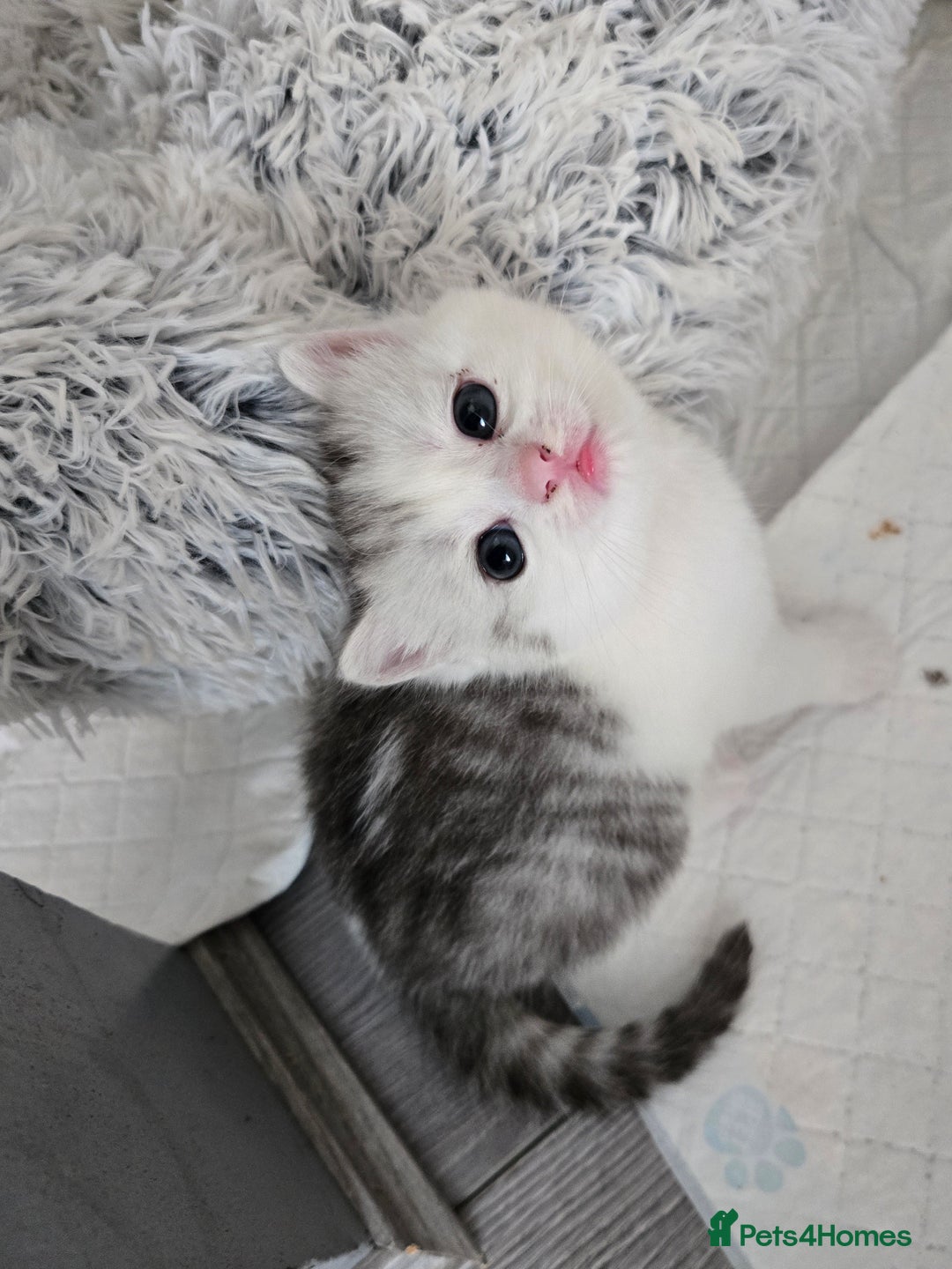 Mixed Breed cats for sale: Persian x kittens  - Image 10