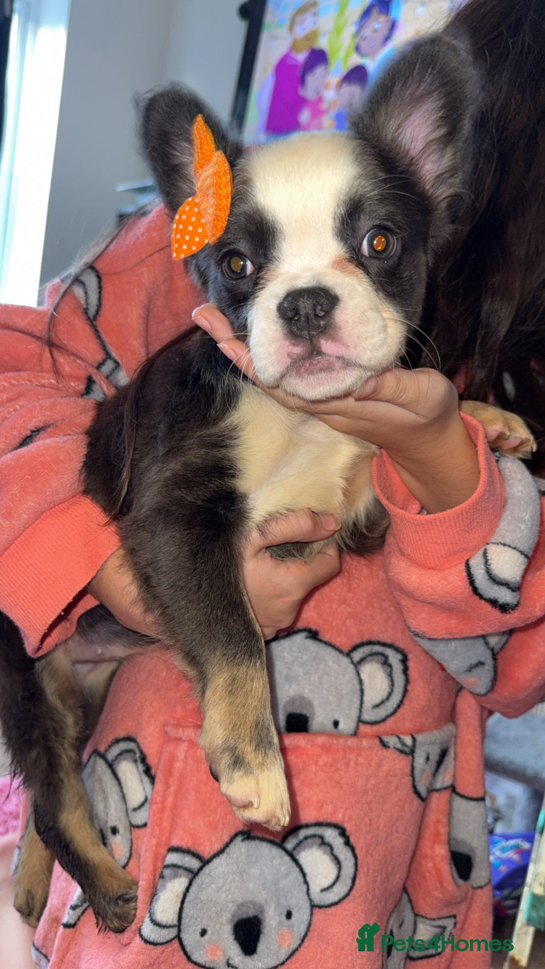 French Bulldog dogs for sale: Fluffy husky frenchie reduced! ready to leave  - Advert 29