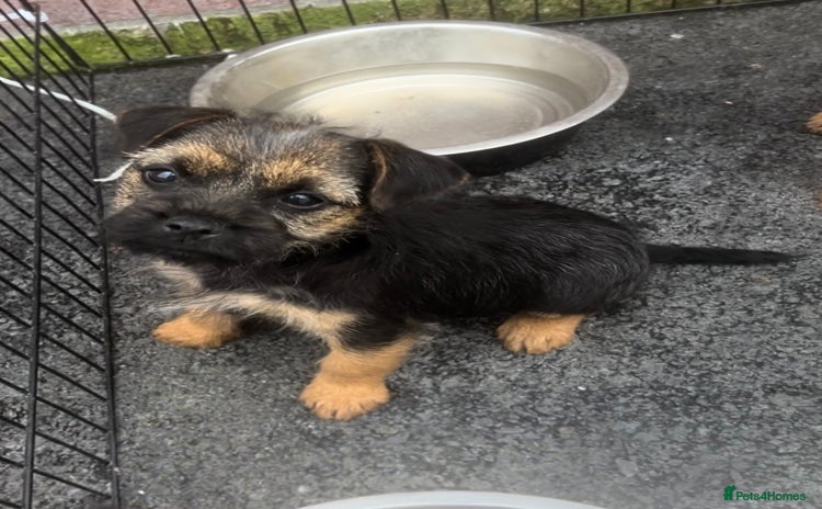 Border Terrier dogs - Advert 1