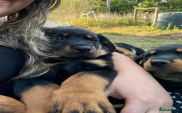 Rottweiler dogs for sale: Rottweiler puppy  - Image 6