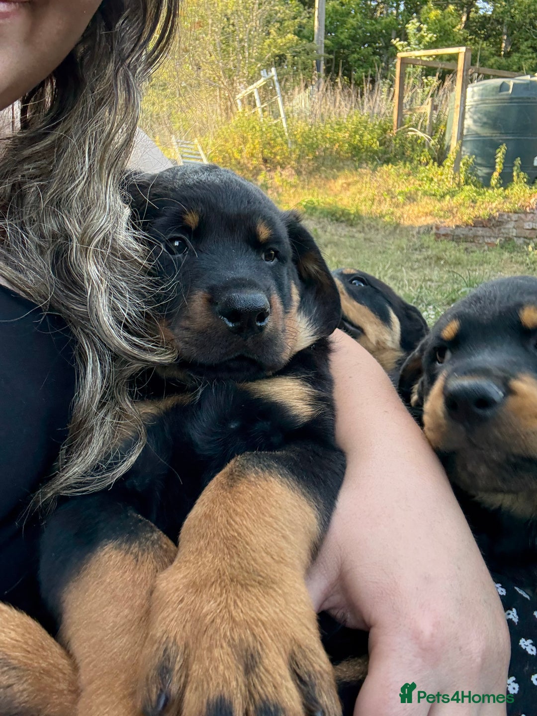 Rottweiler dogs for sale: Rottweiler puppy  - Image 6