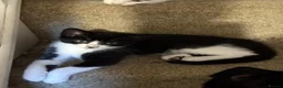 Mixed Breed cats for sale: Gorgeous kittens for sale! in Nottingham - Advert 8