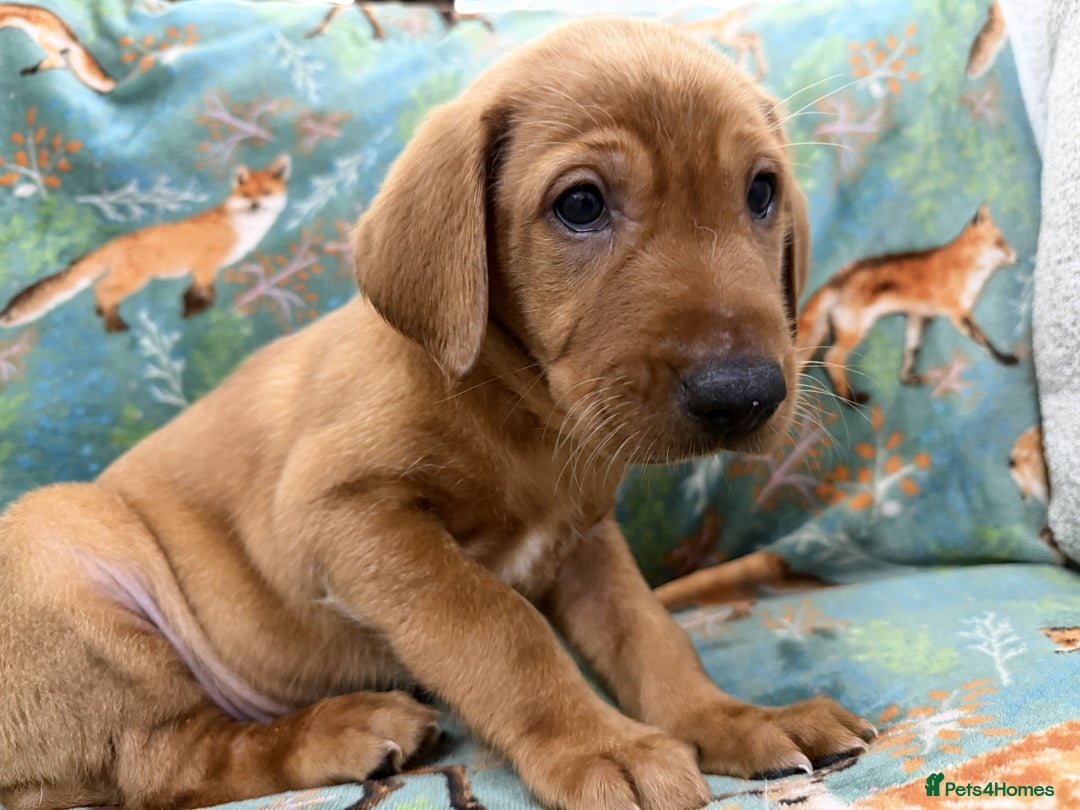 Labrador Retriever dogs for sale: KC Registered Labrador Puppies - Call  **  - Image 15