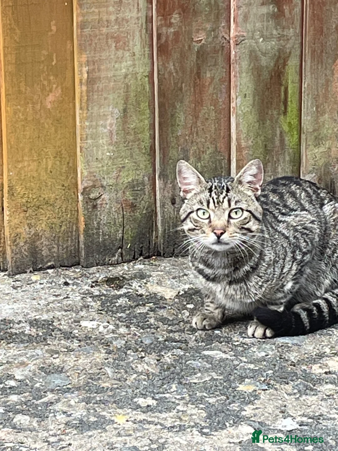 Mixed Breed cats for sale: Cross Lilic ragdoll, short hair European Tabby, b - Advert 19