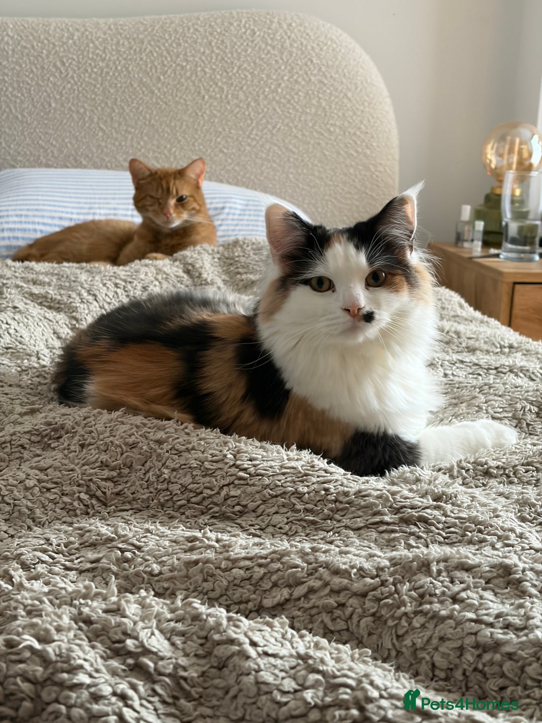 Mixed Breed cats for sale: Tiff - mixed breed - Advert 3