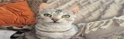 Bengal cats for sale: Bengal x British shorthair - Advert 3