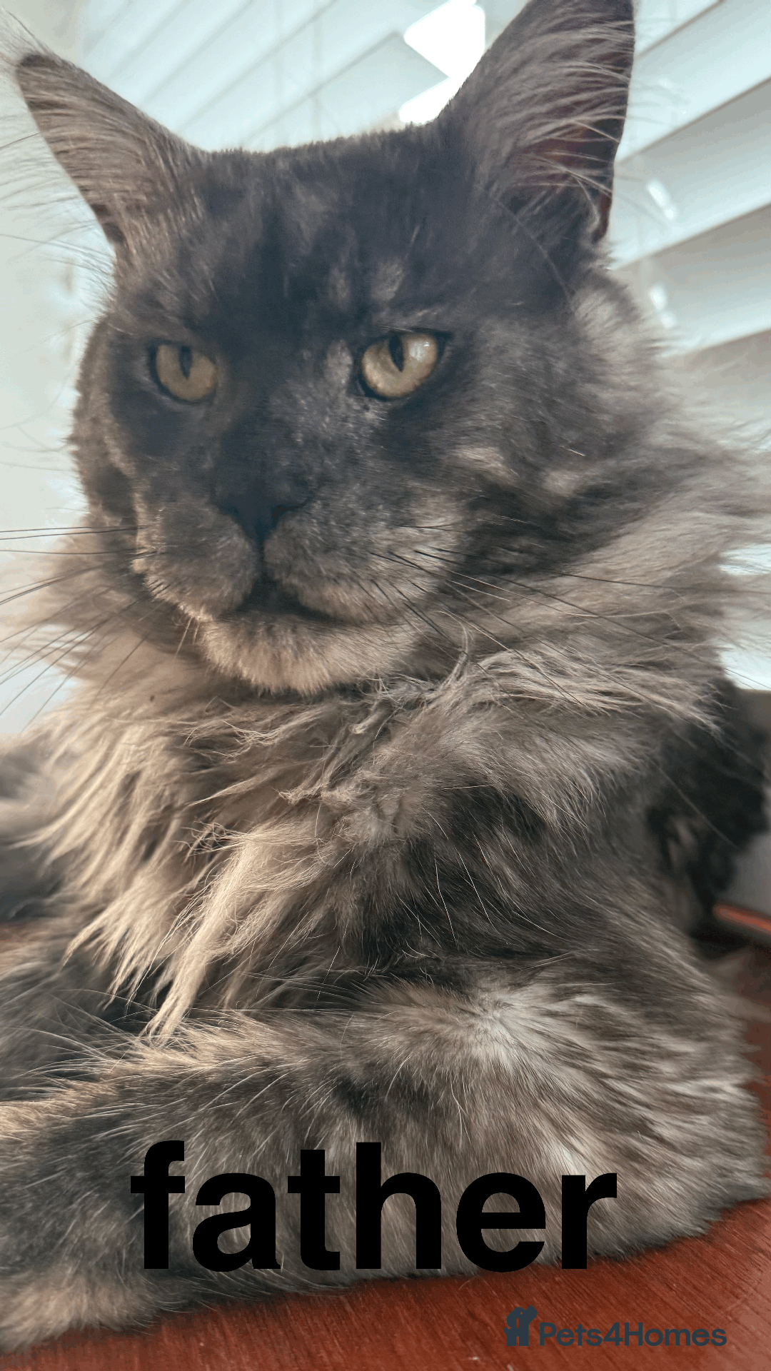 Maine Coon cats for sale: XXL CHAMPION RUSSIAN LINE.MAINE COON KITTENS - Advert 40