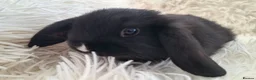 Mini Lop rabbits for sale: Baby Mini Lop Rabbits for sale - Advert 14