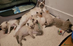 Ragdoll cats for sale: GCCF registered exclusive quality kittens - Image 10