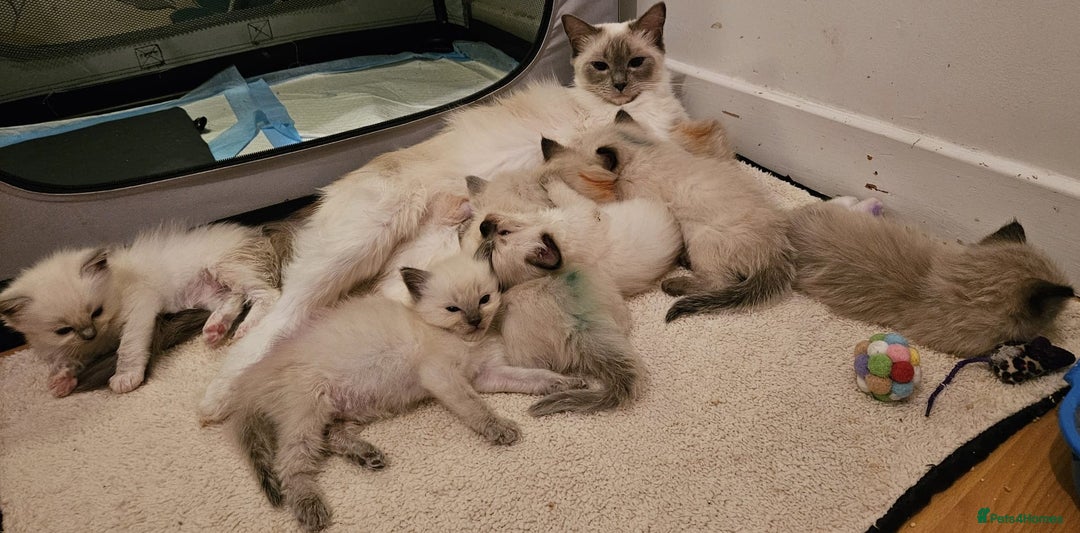 Ragdoll cats for sale: GCCF registered exclusive quality kittens - Image 10