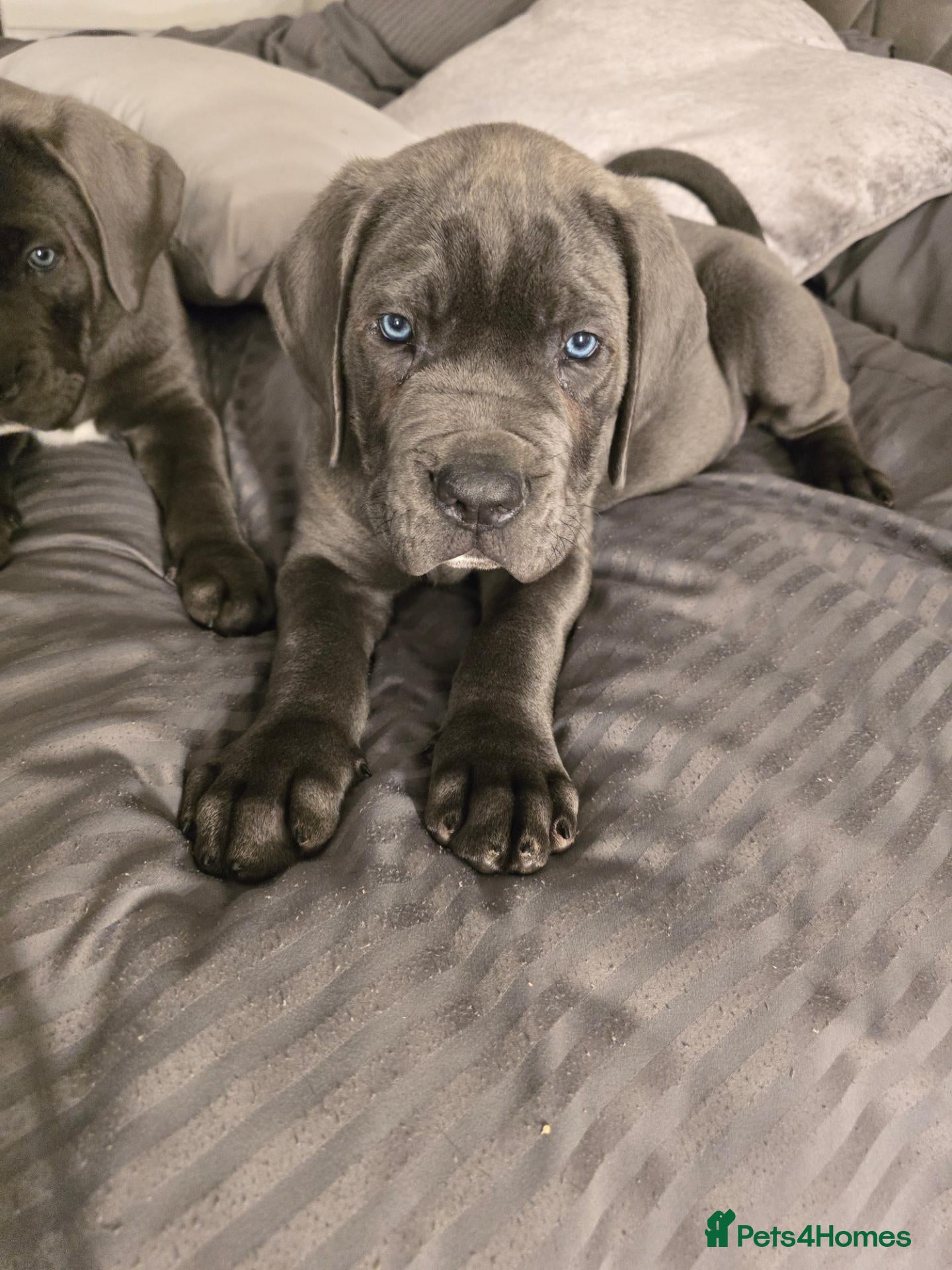 Cane Corso dogs 🧡 KODA – LAST CANE CORSO PUPPY AVAILABLE 🧡 - Advert 14