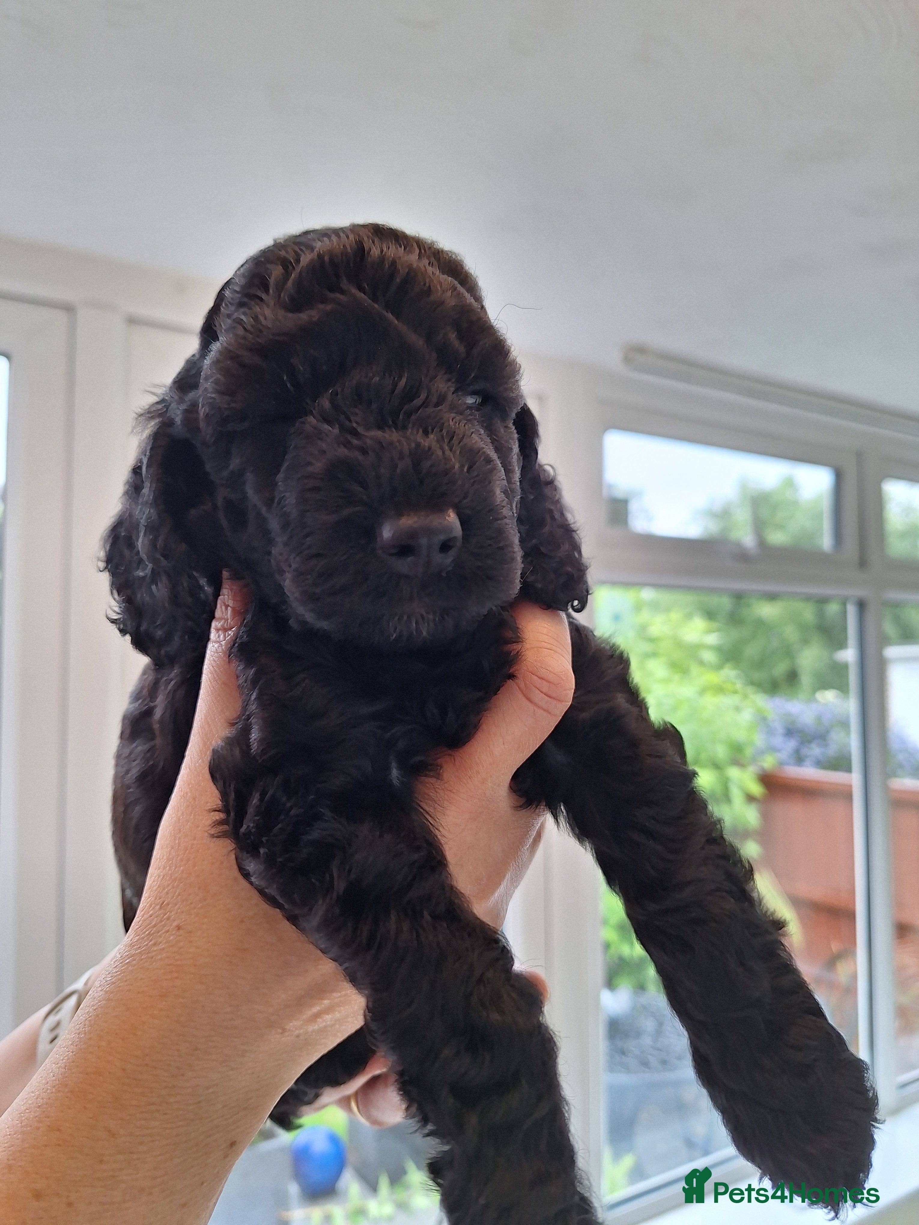 Cockapoo dogs for sale: Cockerpoo in Deal - Advert 3