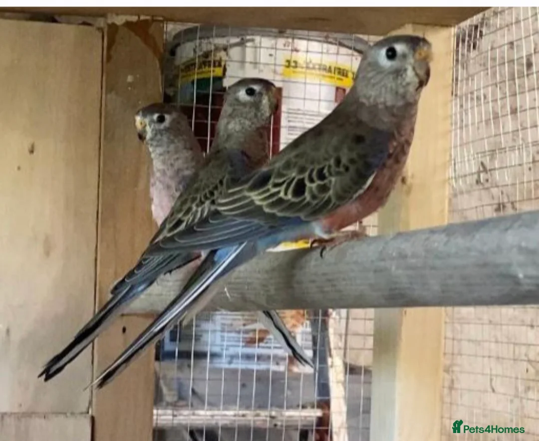 Parakeets birds for sale: Bourkes parakeets - Advert 1
