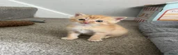 Mixed Breed cats for sale: 4 Adorable male kittens - Advert 5