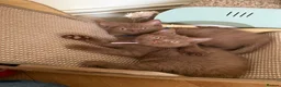 British Shorthair cats for sale: Last beautiful Cinnamon BSH Kitten left!! 🐾 - Advert 10