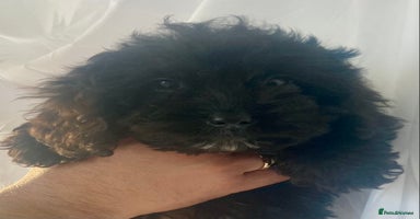 Cockapoo dogs - Advert 4