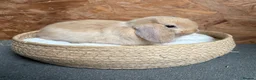 Mini Lop rabbits for sale: Mini lop (reserved) - Advert 3