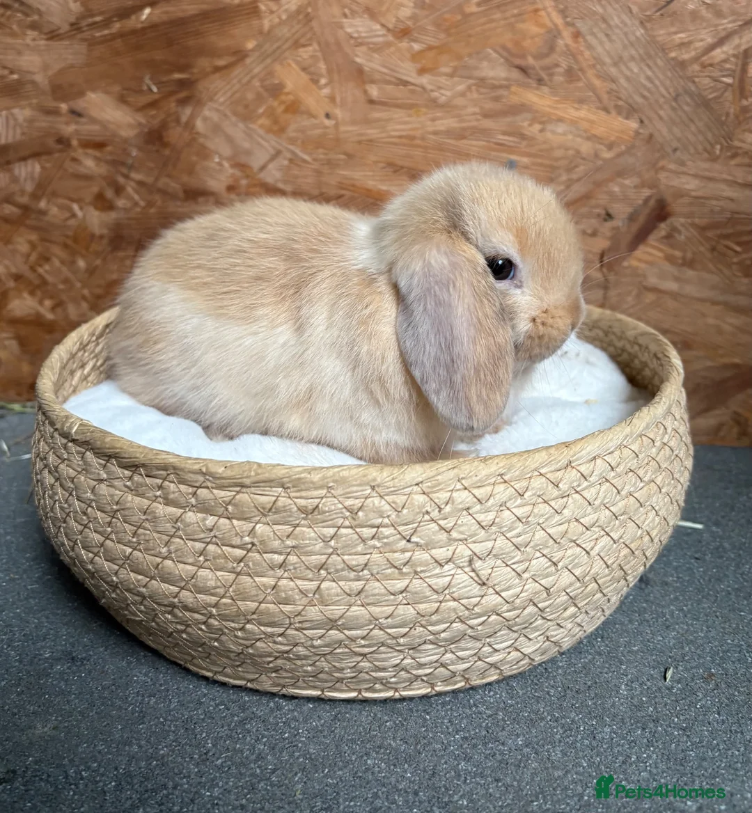 Mini Lop rabbits for sale: Mini lop (reserved) - Advert 3