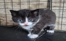 Siberian cats for sale: Beautiful Siberian x BSH kittens  - Image 17