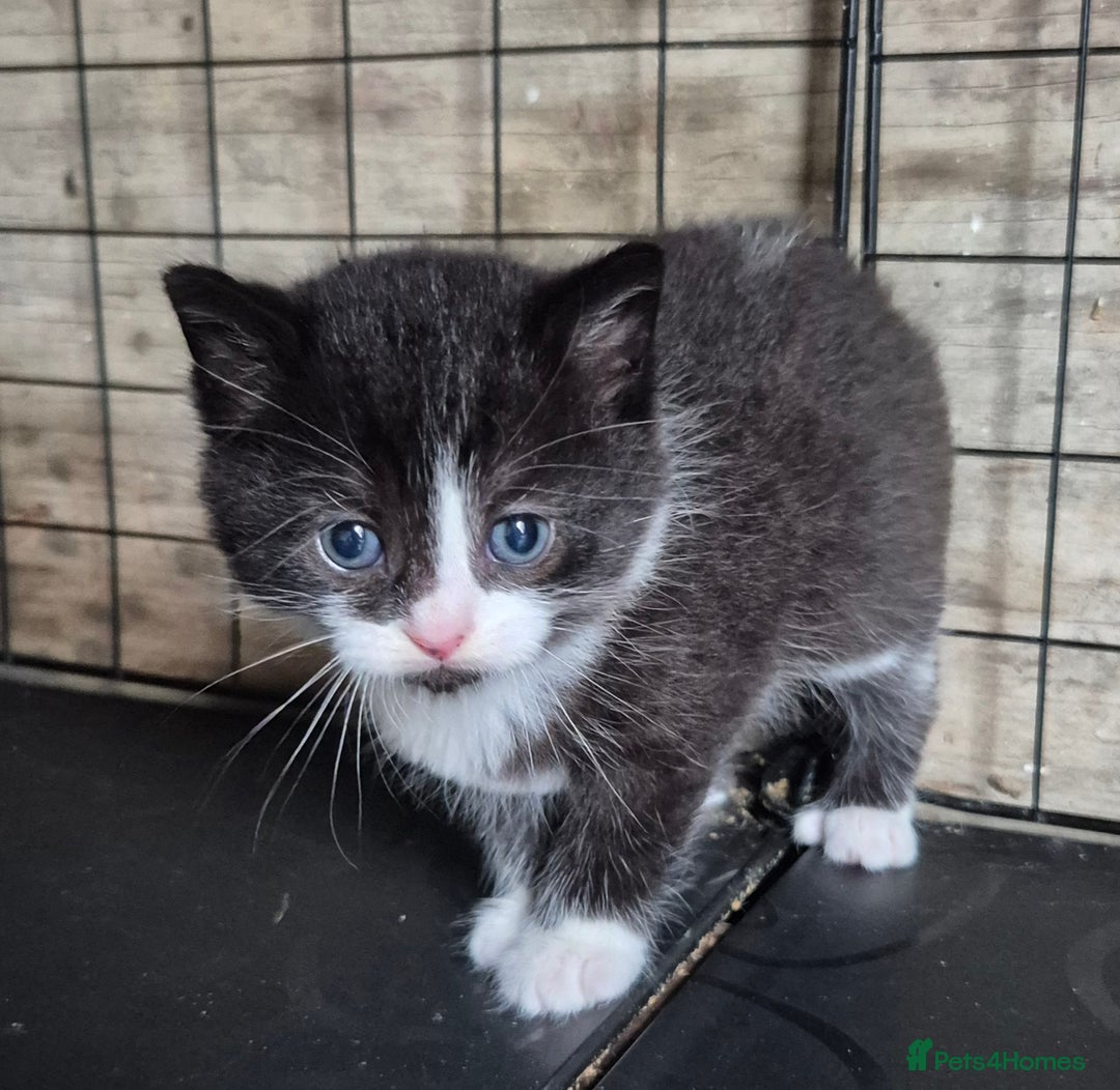 Siberian cats for sale: Beautiful Siberian x BSH kittens  - Image 17