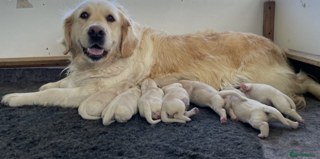 Golden Retriever dogs for sale: Stunning Chunky Golden Retriever Puppies - Image 9