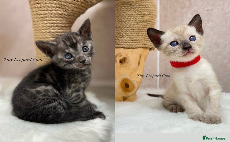 Bengal cats Only 2 left! TICA, Int. Champions, Full Pedigree - Advert 11