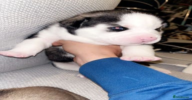 Mixed Breed dogs - Advert 8