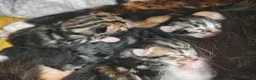 Mixed Breed cats for sale: Born Tuesday 7th July 🤍 - Advert 9