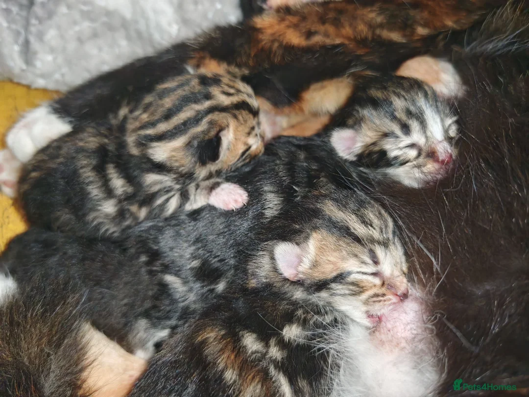 Mixed Breed cats for sale: Born Tuesday 7th July 🤍 - Advert 9