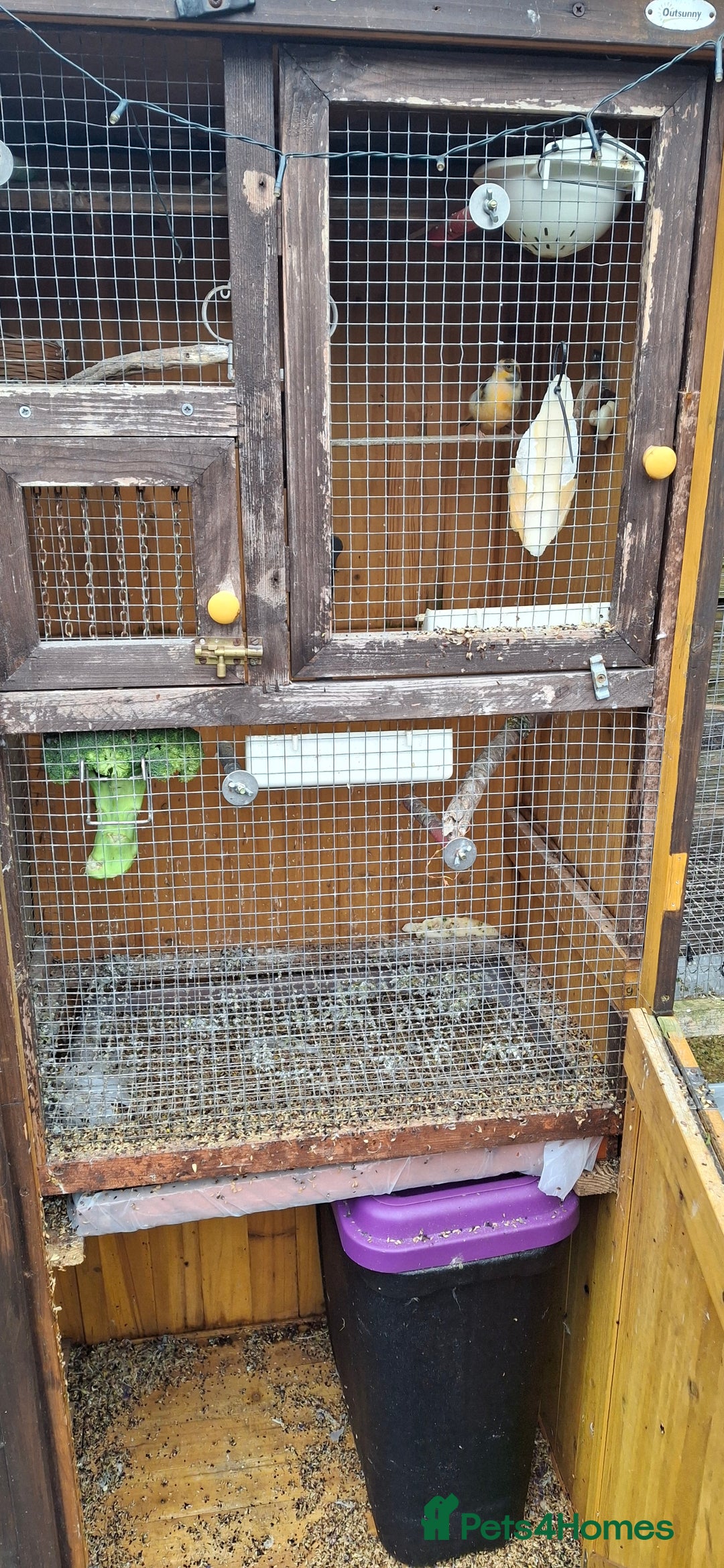 Canaries birds for sale: 6 Canaries  - Advert 6