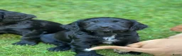 Cocker Spaniel dogs for sale: Kc registered cocker spaniel puppies  in Okehampton - Advert 5