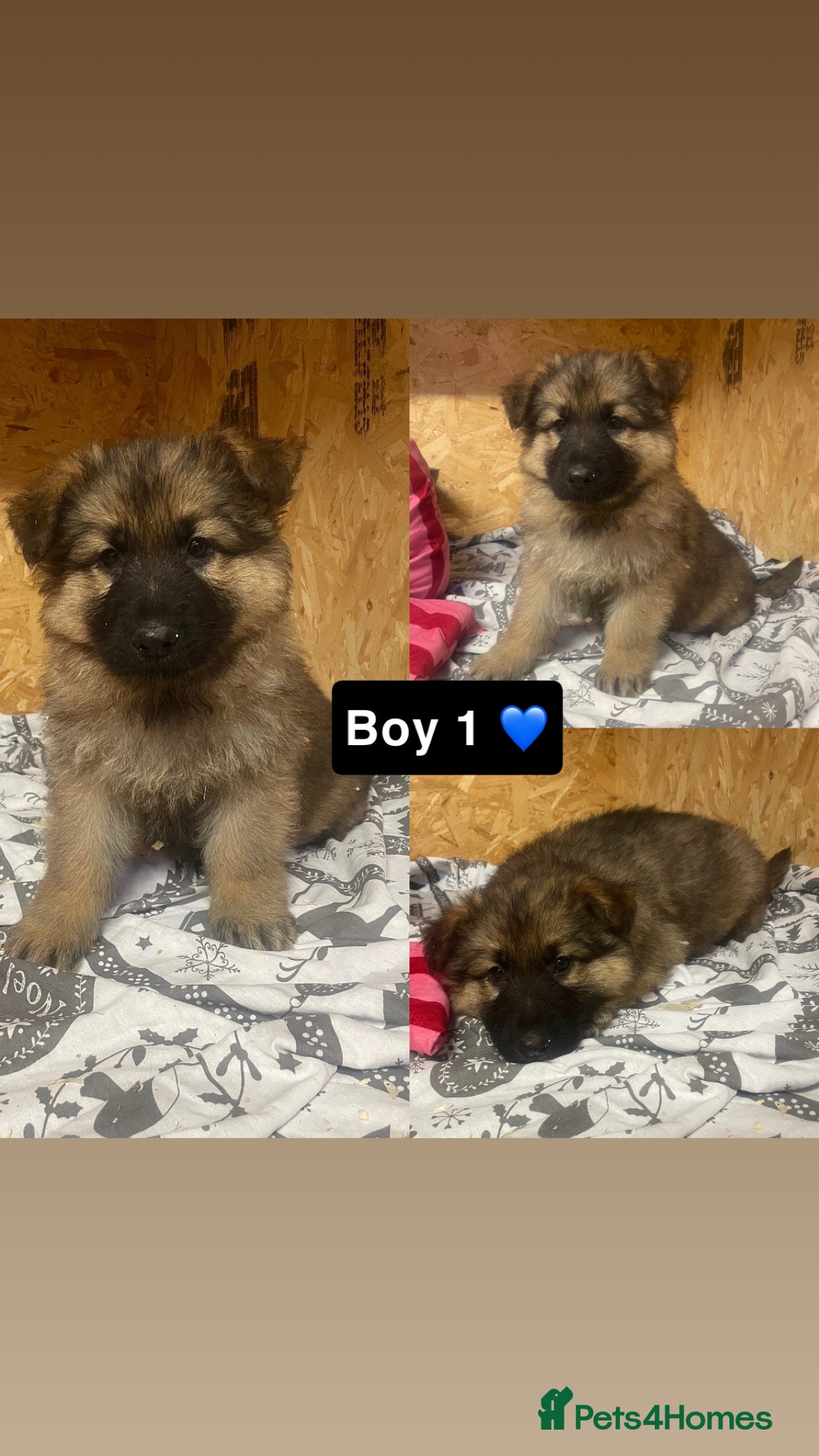 German Shepherd dogs Long hair German shepherd puppies  - Advert 3