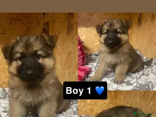 German Shepherd dogs Long hair German shepherd puppies - Advert 3