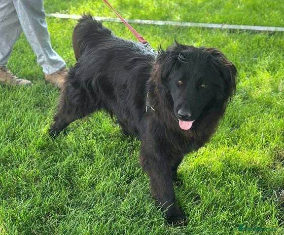 🐾✨ F L Y N N E - your joyful beauty queen ✨🐾