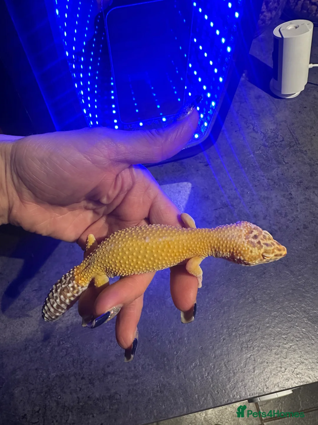 Leopard Gecko reptiles for sale: Leopard Gecko Female & Full vivarium set up - Advert 2