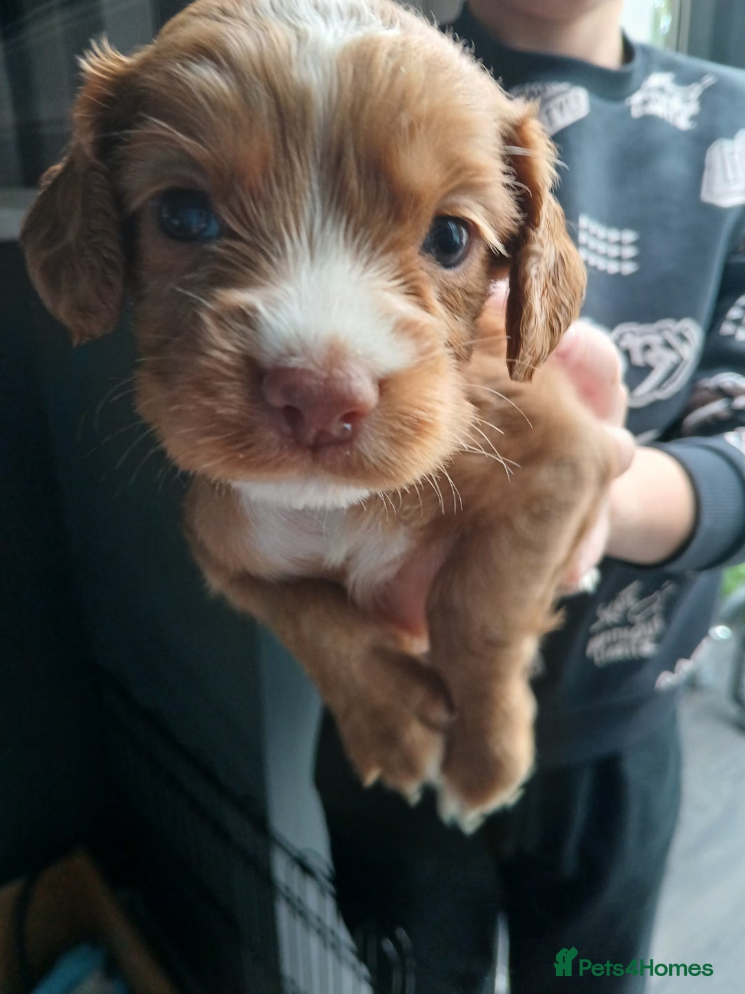 Cocker Spaniel dogs for sale: Working spaniels  - Image 8