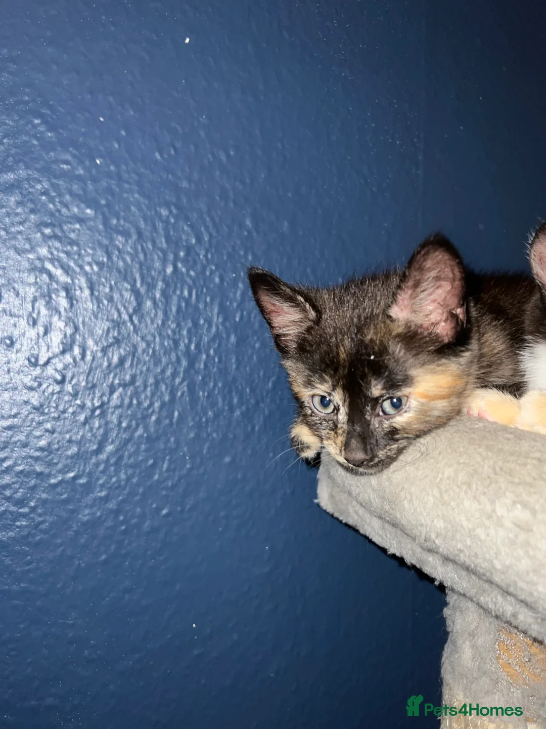 Domestic Shorthair cats for sale: 9 Gorgeous Kittens – Tabby, Ginger & Tortoiseshell - Advert 2