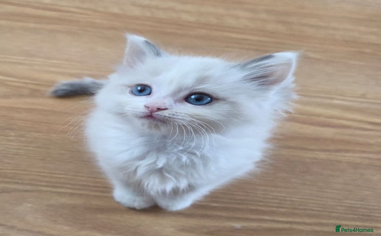Ragdoll cats - Advert 16