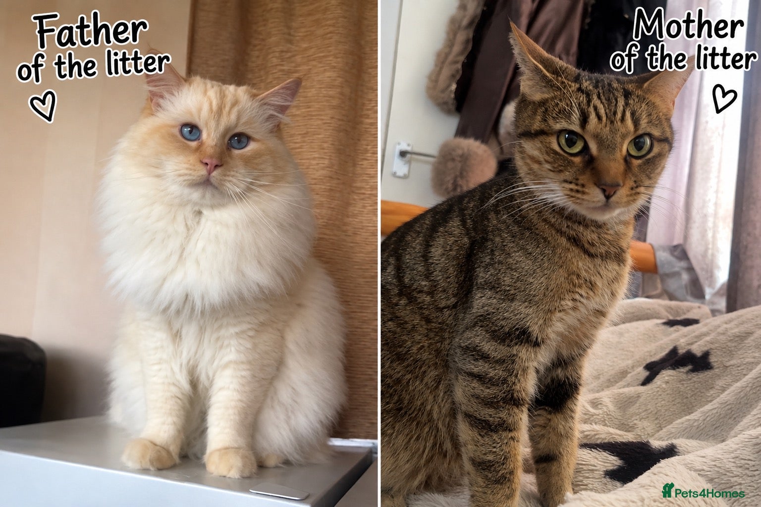Bengal cats for sale: Ragdoll x Bengal kittens  - Advert 1