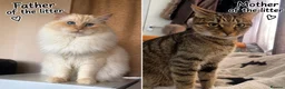 Bengal cats for sale: Ragdoll x Bengal kittens  - Advert 1