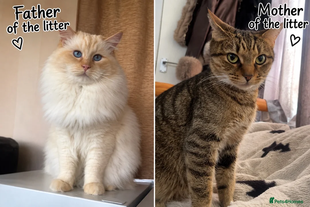 Bengal cats for sale: Ragdoll x Bengal kittens  - Advert 1