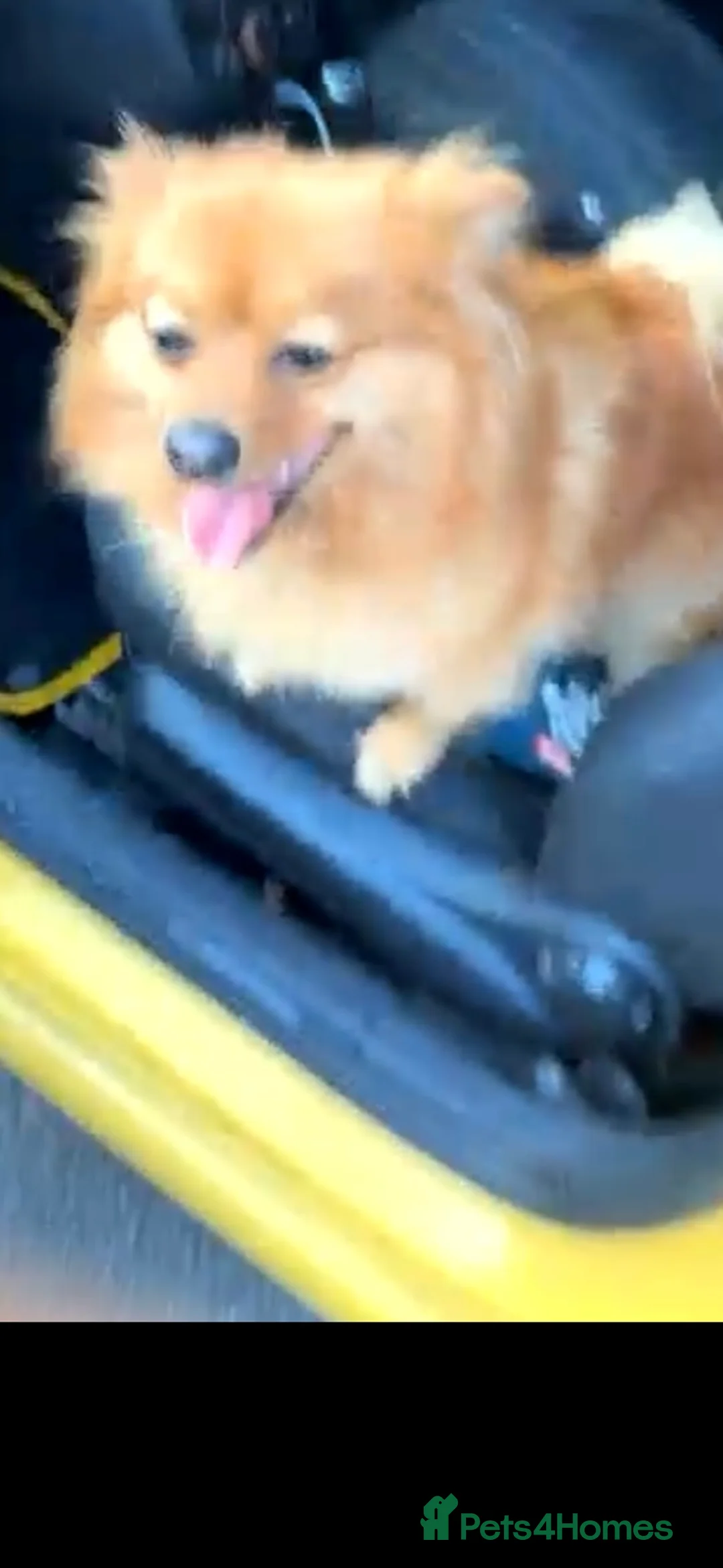 Pomeranian dogs for sale: For free only to good parents Pomeranian girl  in Halifax - Advert 1