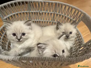 Siberian cats Rare Sibirian Neva Mosquerad/Ragdoll blue mittens - Advert 4