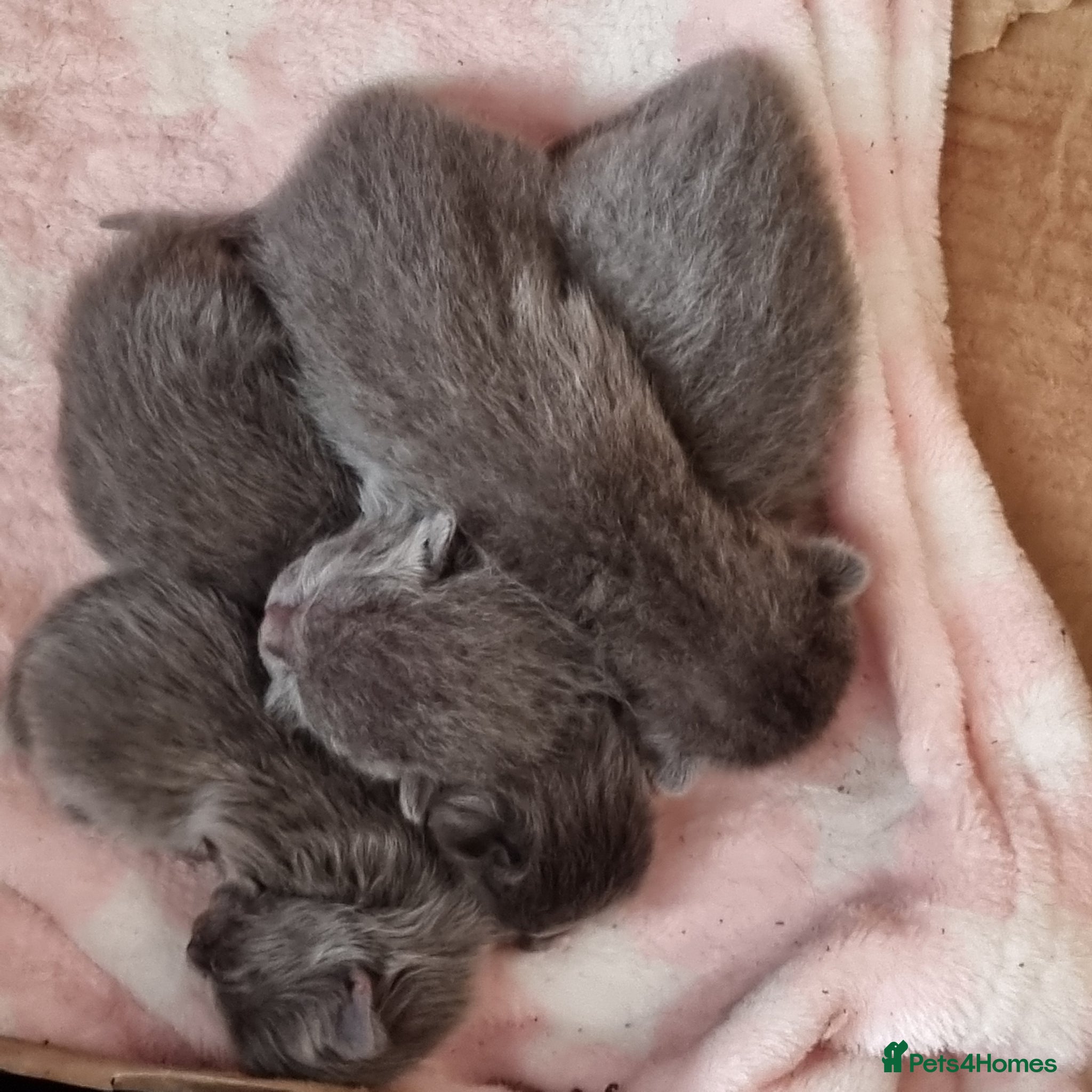 British Shorthair cats British shorthair  - Advert 13