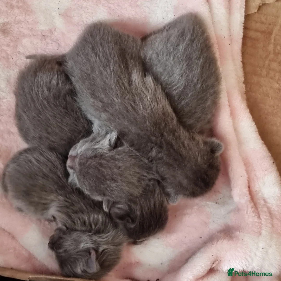 British Shorthair cats for sale: British shorthair  - Advert 1