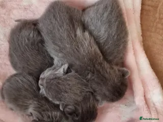 British Shorthair cats British shorthair - Advert 6