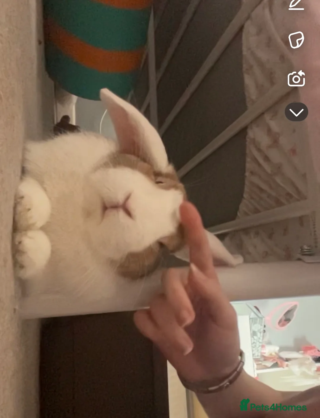 English Lop rabbits for sale: Lop Rabbit for Sale – Nearly 4 Years Old  - Advert 3