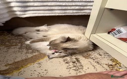 Ragdoll cats for sale: Beautiful kitten Ragdoll  - Image 4