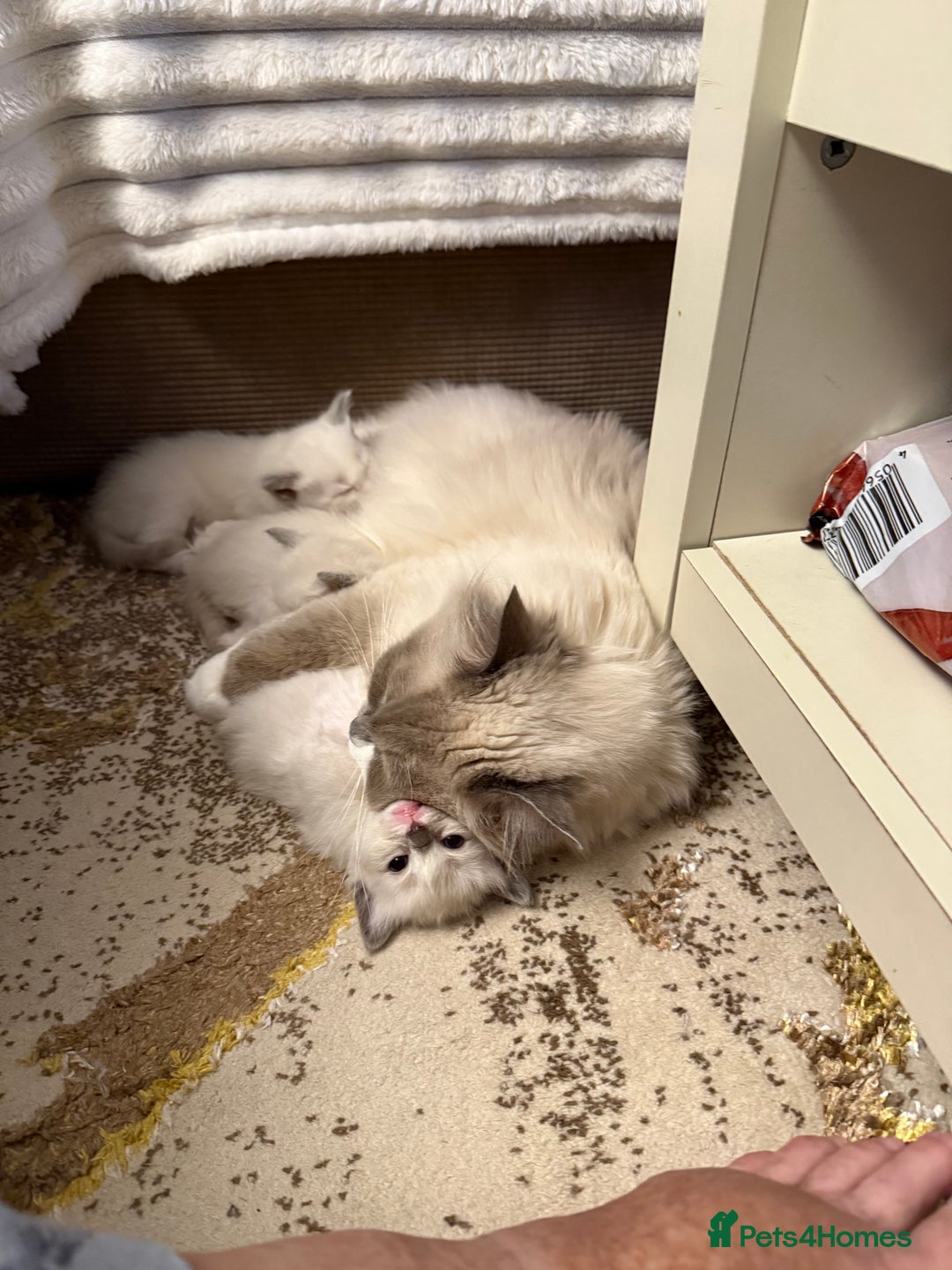 Ragdoll cats for sale: Beautiful kitten Ragdoll  - Image 4