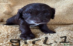 Cockapoo dogs for sale: Cockapoos puppies 2 girls 2 boys - Image 5
